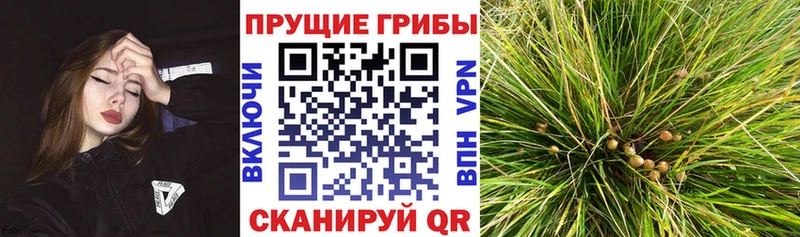 kraken сайт  площадка какой сайт  Галлюциногенные грибы мицелий  Алзамай 